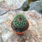 Mammillaria Rodantha Rainbow Pincushion Cactus Plant