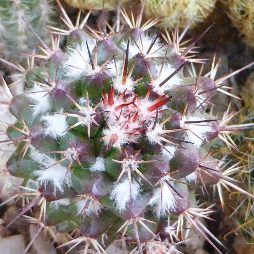Mammillaria Voburnensis subsp. Eichlamii Cactus Plant - myBageecha