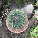 Mammillaria Compressa Mother of Hundreds Cactus Plant