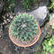 Mammillaria Compressa Mother of Hundreds Cactus Plant