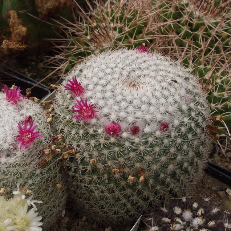 Mammillaria Elegans Elegant Nipple Cactus Plant - myBageecha