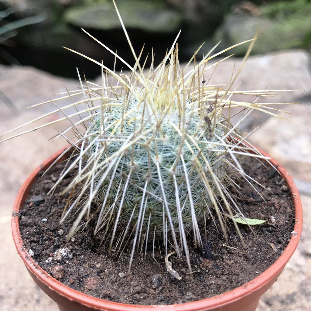Mammillaria Nejapensis var. Longispina Cactus Plant - myBageecha