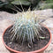 Mammillaria Nejapensis var. Longispina Cactus Plant