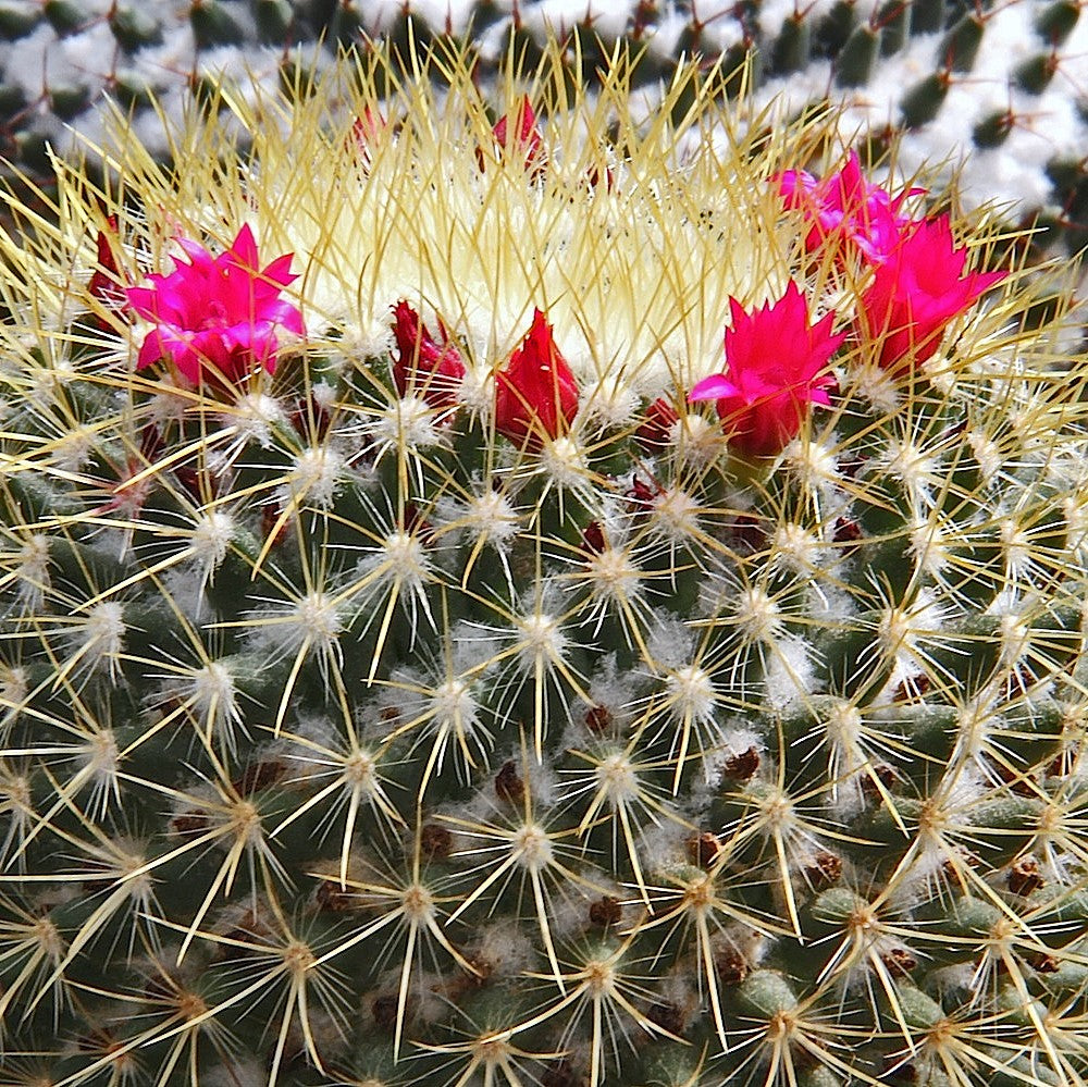 Mammillaria Rodantha Rainbow Pincushion Cactus Plant - myBageecha