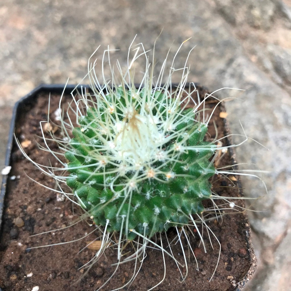 Mammillaria spinosissima cv. Un Pico Cactus Plant - myBageecha