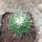 Mammillaria spinosissima cv. Un Pico Cactus Plant