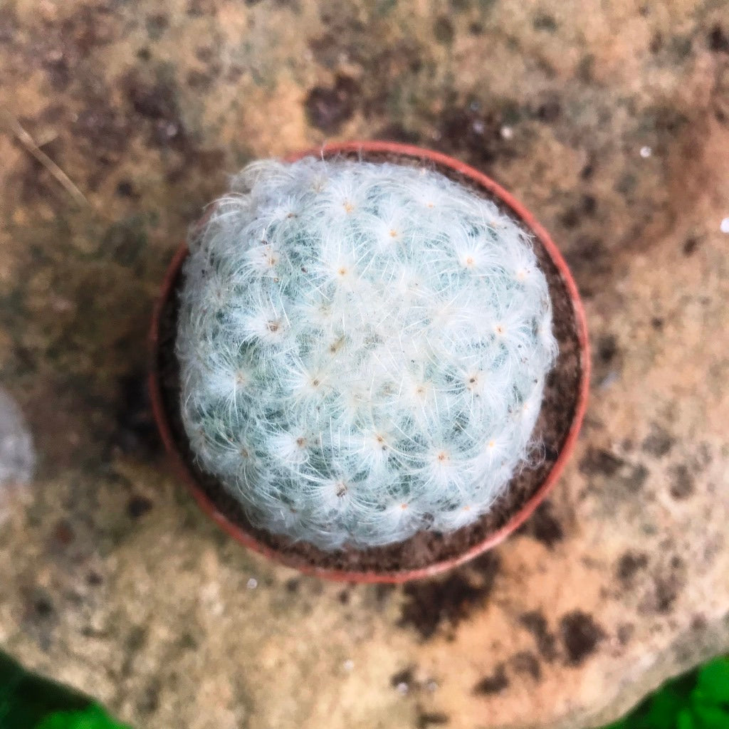 Mammillaria Plumosa Cactus Plant - myBageecha
