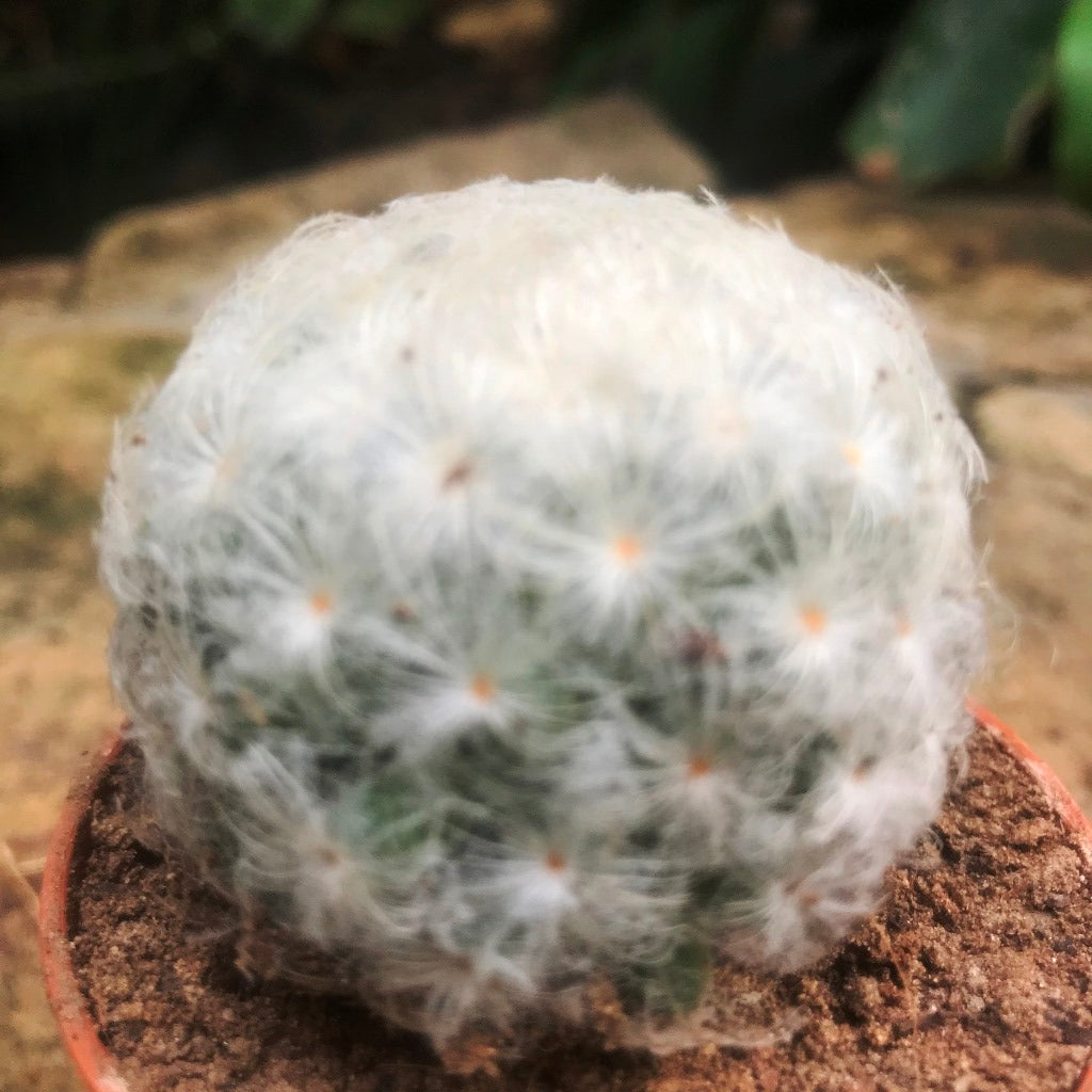 Mammillaria Plumosa Cactus Plant - myBageecha