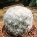 Mammillaria Plumosa Cactus Plant