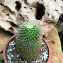 Mammillaria Spinosissima Cactus Plant