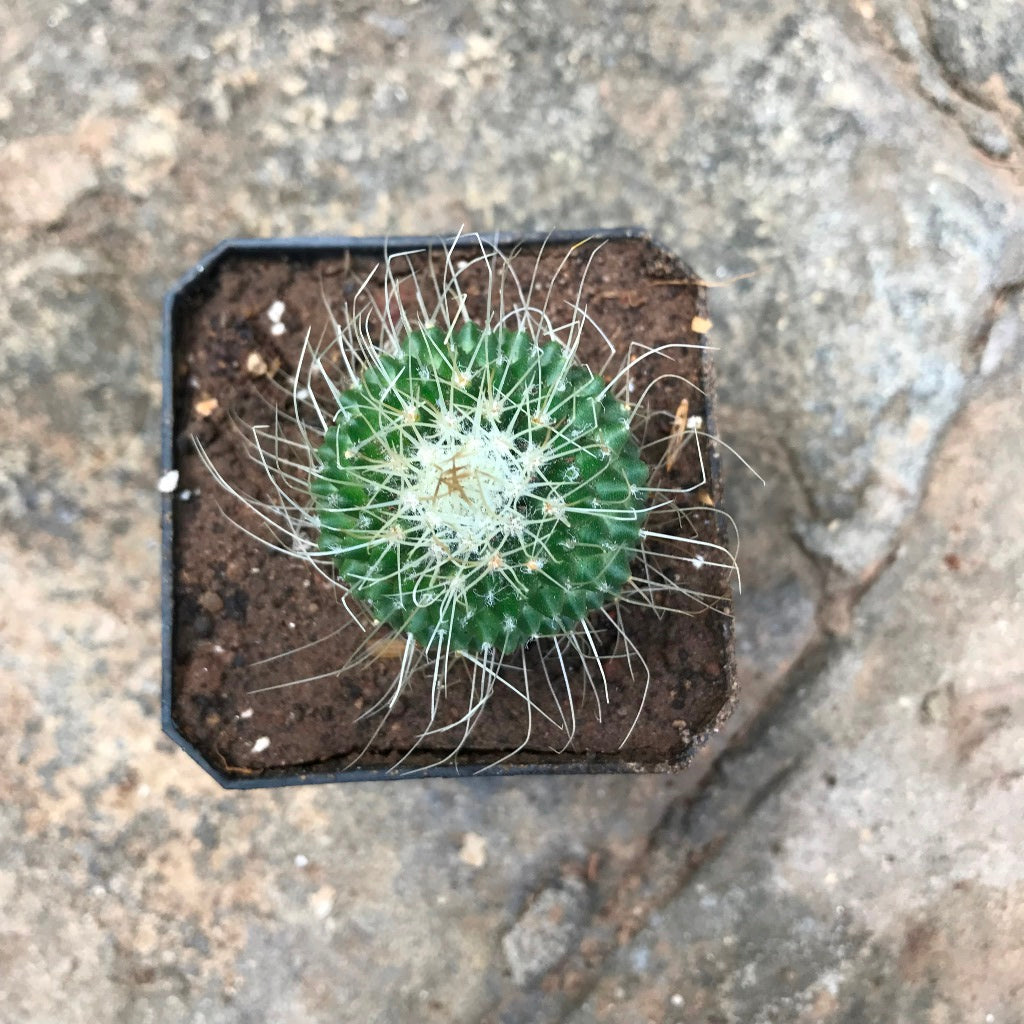 Mammillaria spinosissima cv. Un Pico Cactus Plant - myBageecha