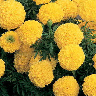 Marigold African Inca Yellow-HY Seeds myBageecha - myBageecha
