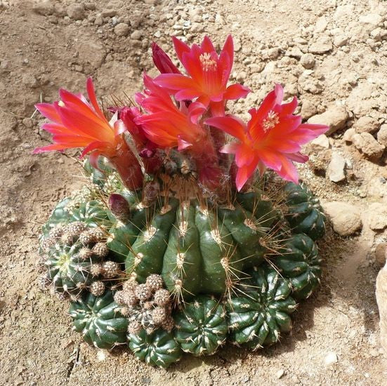 Matucana Polzii Cactus Plant - myBageecha