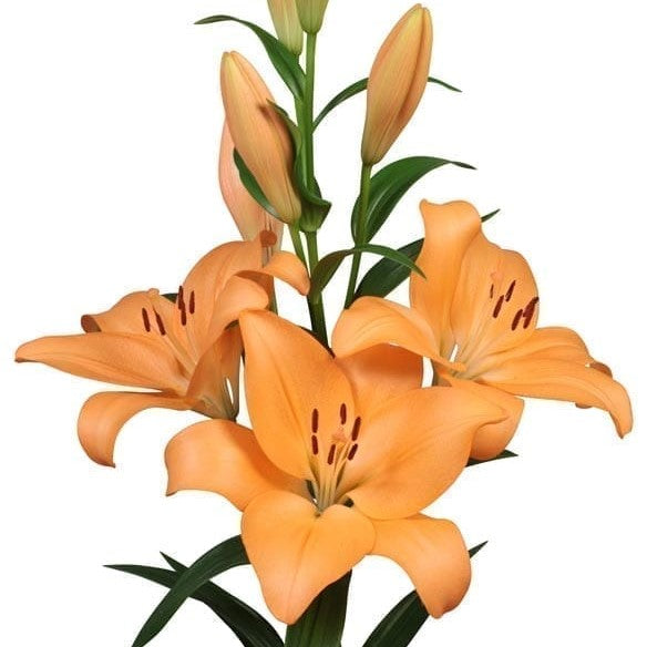 Lilium Asiatic 'Menton' (Bulbs) - myBageecha