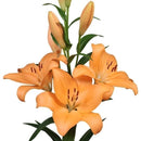 Lilium Asiatic 'Menton' (Bulbs)