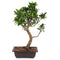 Bonsai Microcarpa Ficus (Mature) Plant