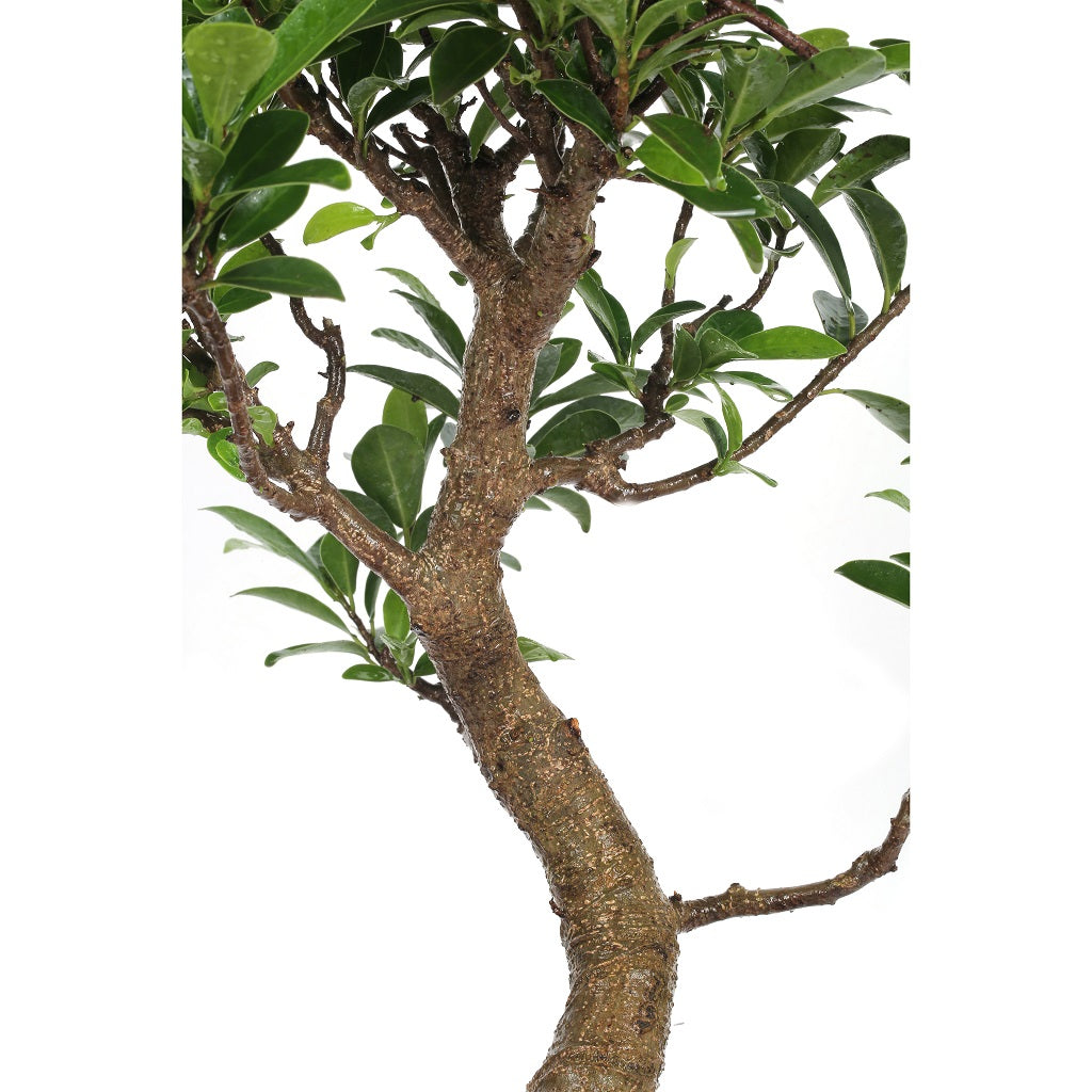 Bonsai Microcarpa Ficus (Mature) Plant - myBageecha