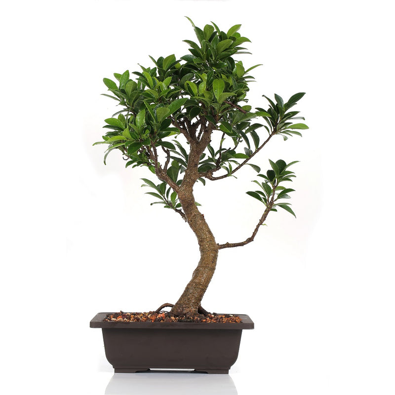 Bonsai Microcarpa Ficus (Mature) Plant