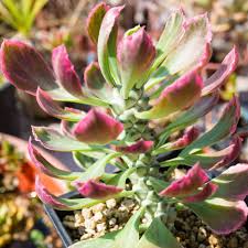 Monadenium Stapelioides Variegata Cactus Plant