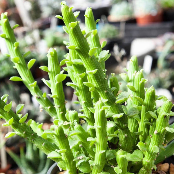succulent octopus Monadenium Ellenbeckii – Rare Decorative Succulent Plant