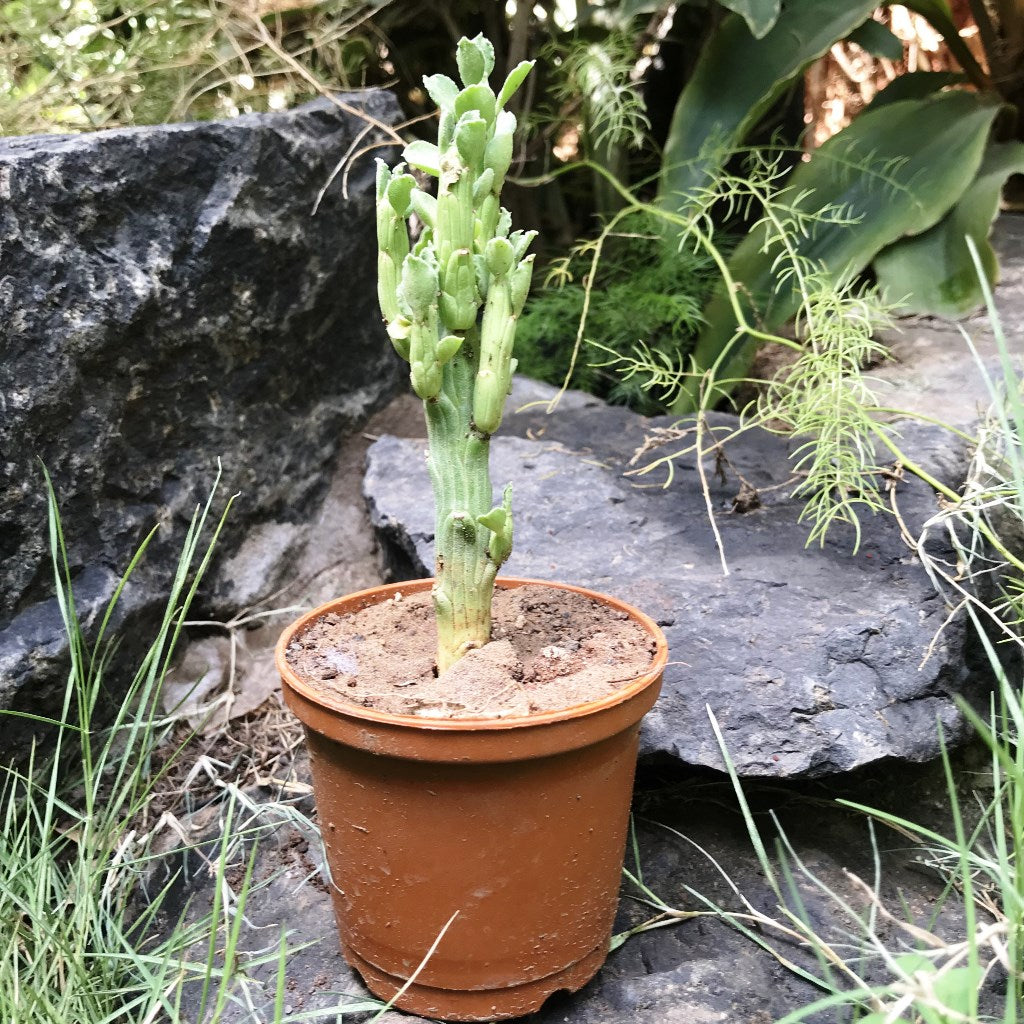 succulent with arms Monadenium Ellenbeckii – Rare Decorative Succulent Plant