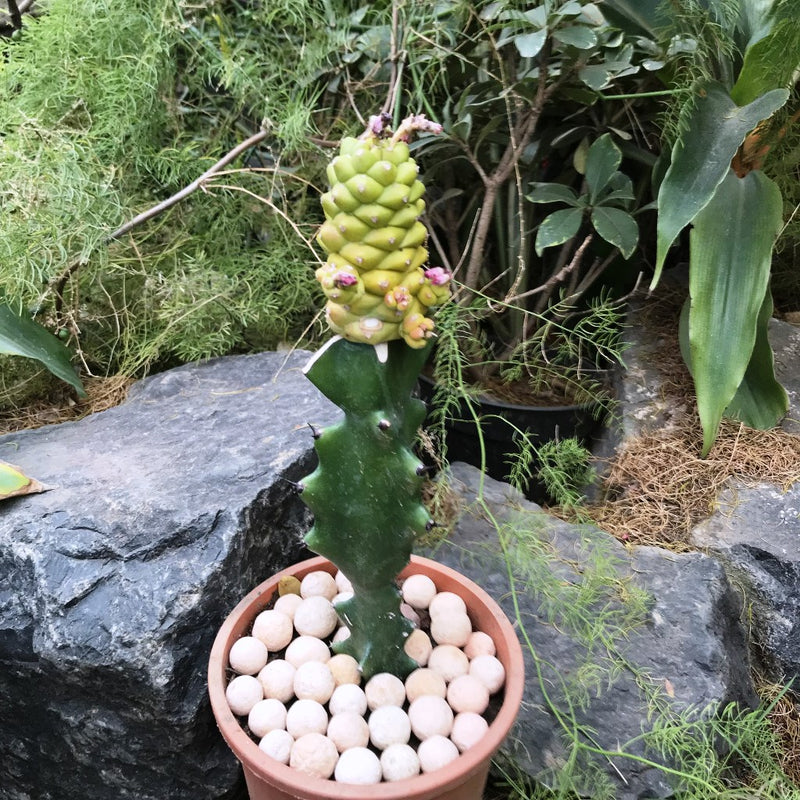 Monadenium Ritchiei f. Variegata Cactus Plant