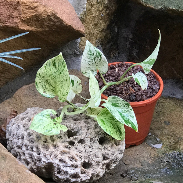 money plant marble queen Pothos Marble Queen Variegated Indoor Vine