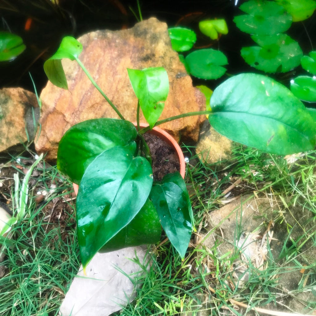 Epipremnum Pinnatum Plant - myBageecha
