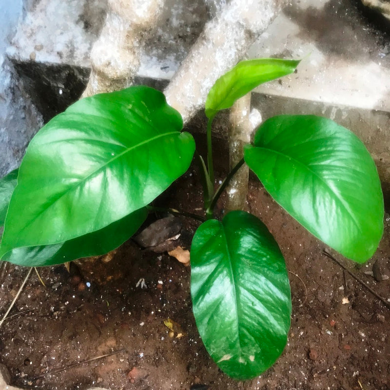 Epipremnum Pinnatum Plant
