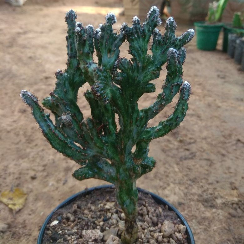 Monvillea Spegazzini Cristata Cactus Plant - myBageecha
