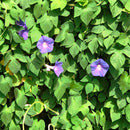 Ipomoea Purpurea Morning Glory Plant