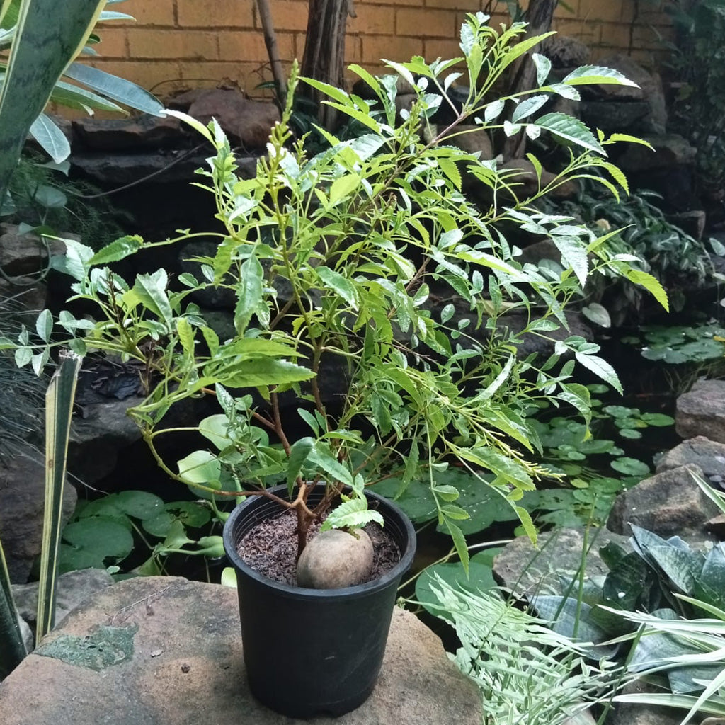 Campsis Grandiflora Morning Calm Plant - myBageecha