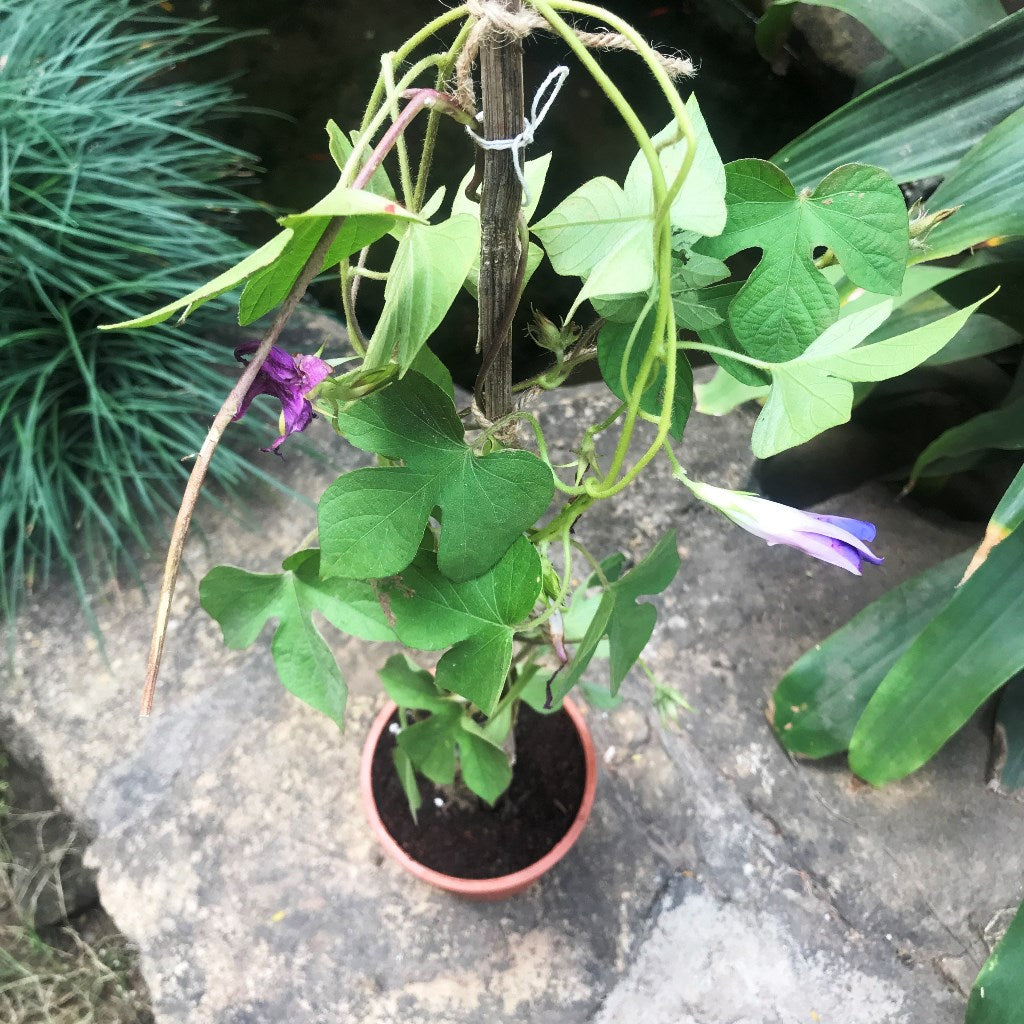 Ipomoea Purpurea Morning Glory Plant - myBageecha