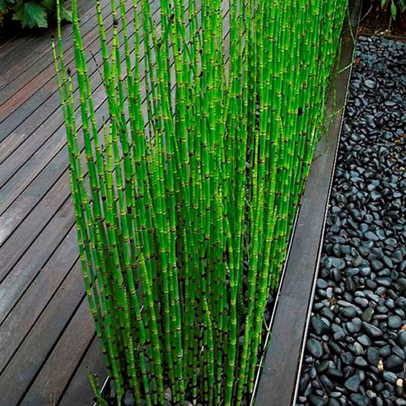 Horsetail Reed Plant