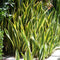 Sansevieria trifasciata laurentii Plants myBageecha - myBageecha