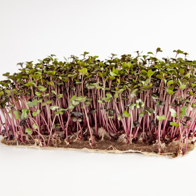 Microgreens Red Mustard Seeds – myBageecha
