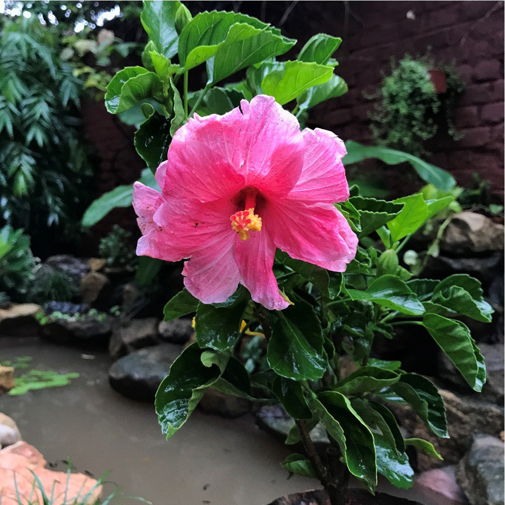 Hibiscus Mystic Pink Plant - myBageecha