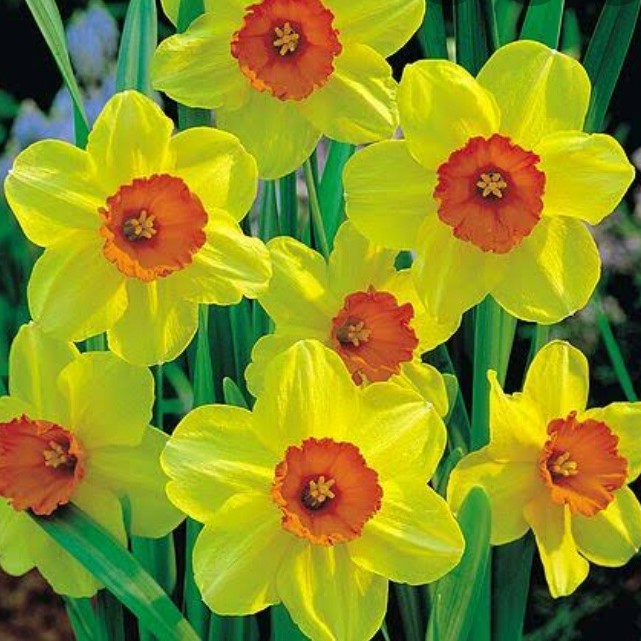 Narcissus 'Falconet' - Daffodil (Bulbs) - myBageecha