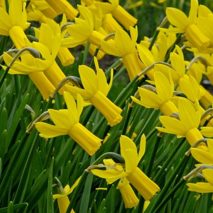 Buy Narcissus Rapture Bulbs – Golden Yellow Daffodils Online