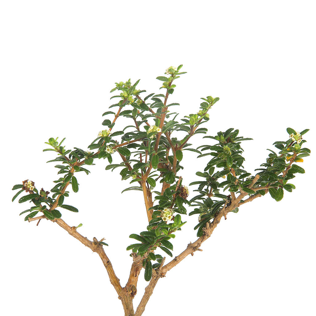Bonsai Nashia Inaguensis Plant - myBageecha