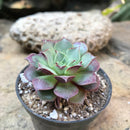 Echeveria Korean Hybrid Succulent Plant