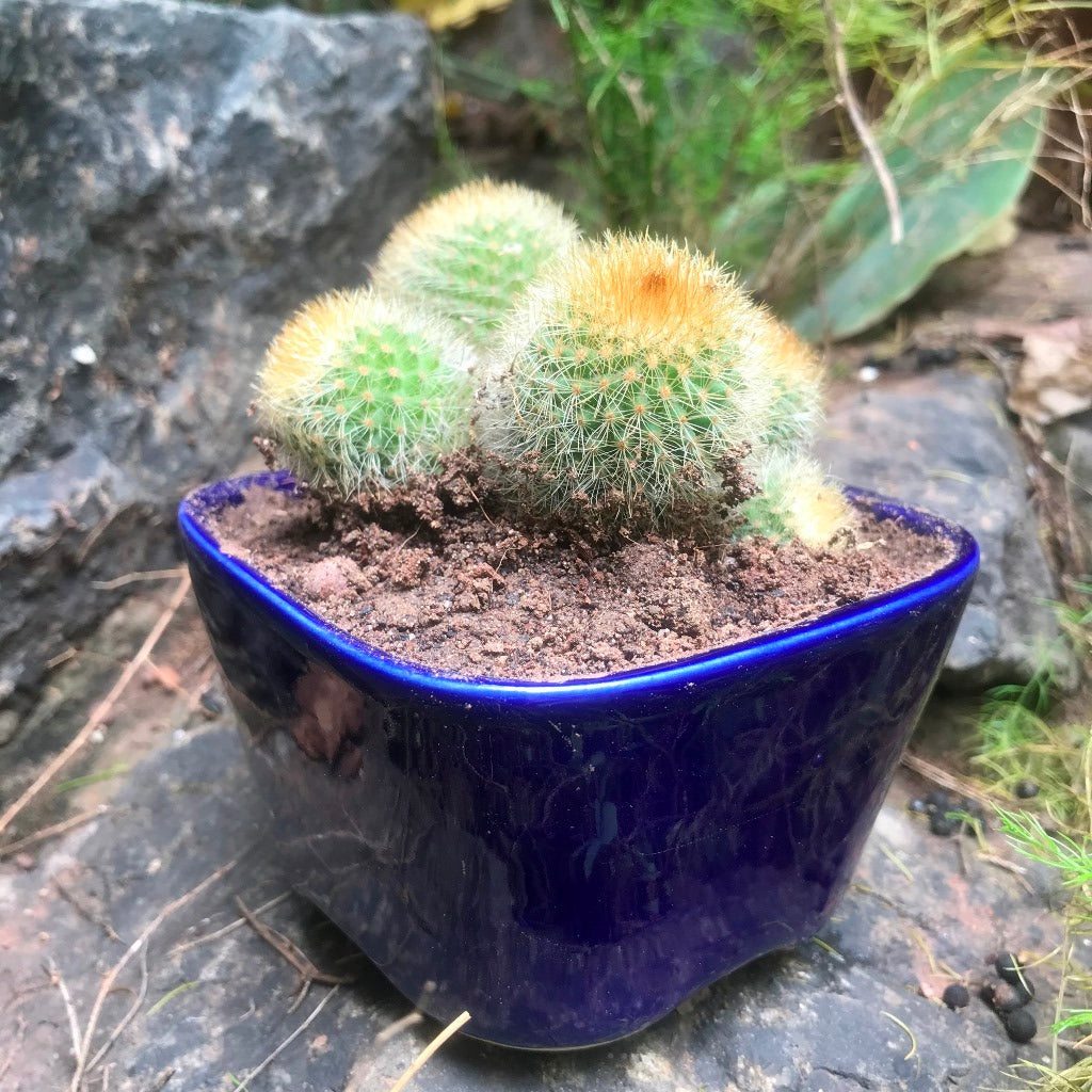 Parodia Leninghausii Clump Cactus Plant - myBageecha