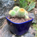Parodia Leninghausii Clump Cactus Plant