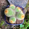 Parodia Leninghausii Clump Cactus Plant