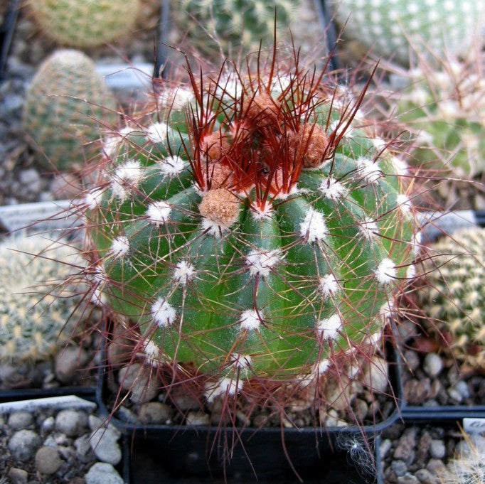 Notocactus Ottonis Ball Cactus Plant - myBageecha
