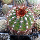 Notocactus Ottonis Ball Cactus Plant