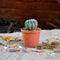Notocactus Uebelmannianus Plants myBageecha - myBageecha