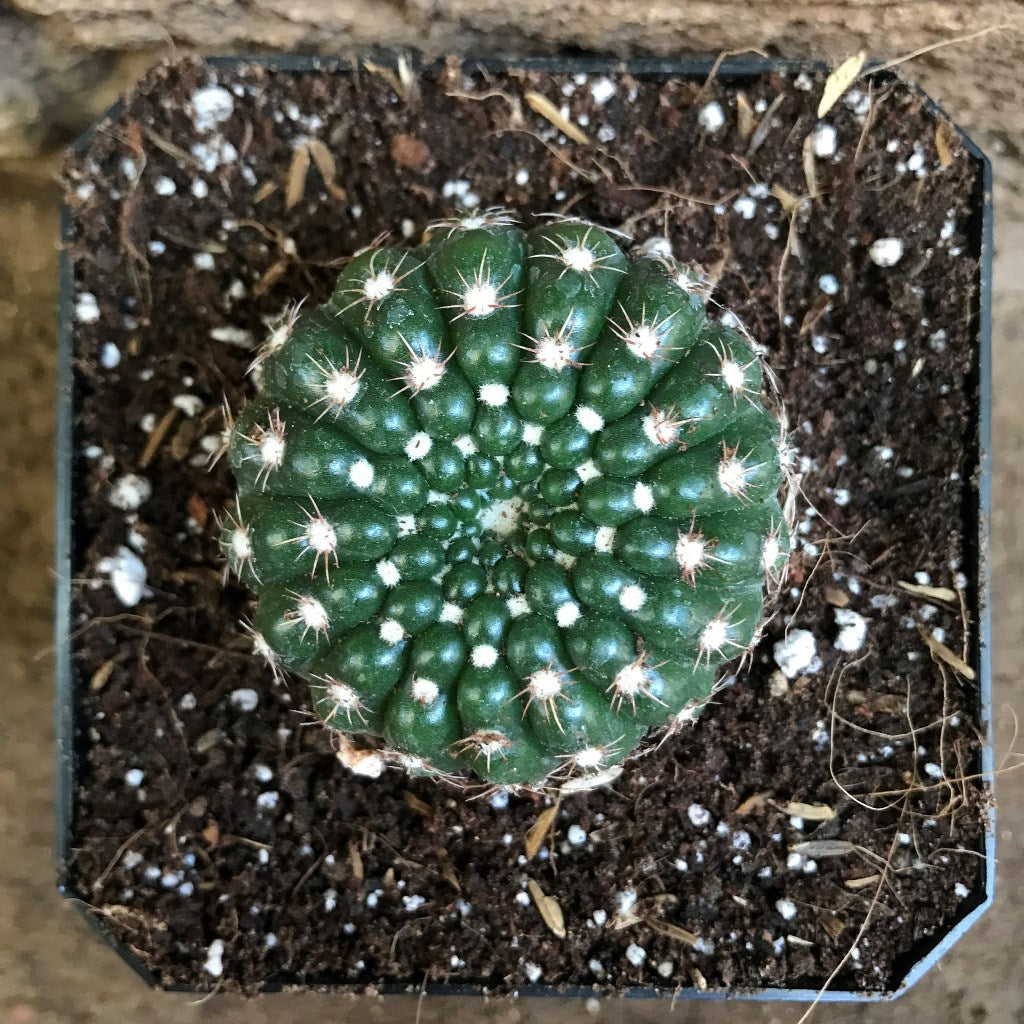 Notocactus Uebelmannianus  Parodia Werneri Cactus Plant - myBageecha