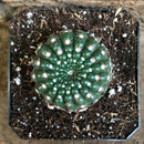 Notocactus Uebelmannianus  Parodia Werneri Cactus Plant