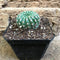 Notocactus Uebelmannianus  Parodia Werneri Cactus Plant